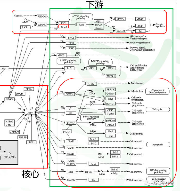 PI3K-AKT通路专题解析（下） - 知乎