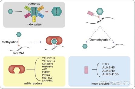 N6-甲基腺苷（m6A）修饰在肿瘤相关的长链非编码RNA（lncRNAs）调控中的作用 - 知乎