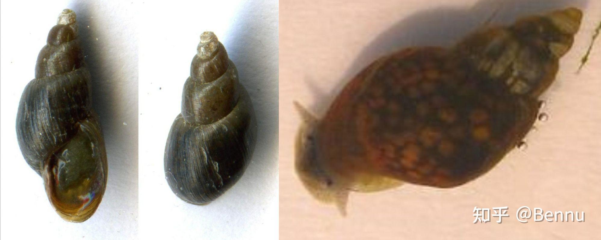 鱼缸常见的淡水杂螺种类和鉴定