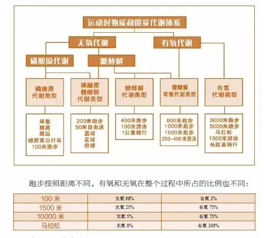 有氧vs无氧运动 我该怎么选 知乎