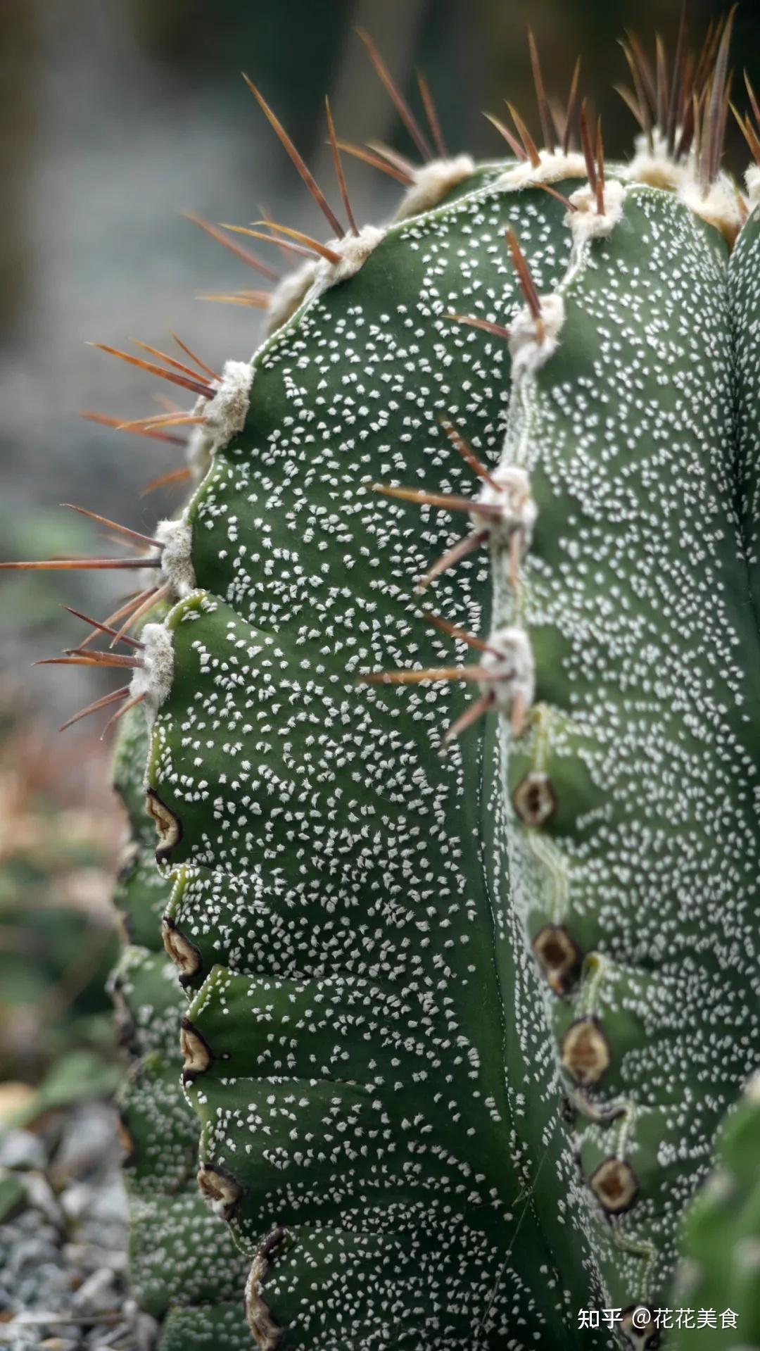 仙人掌科星球属什么是快乐星球