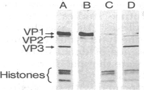 transfer western blot