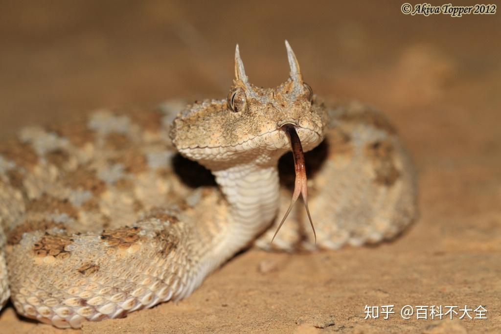 动物篇45爬行纲蛇目中