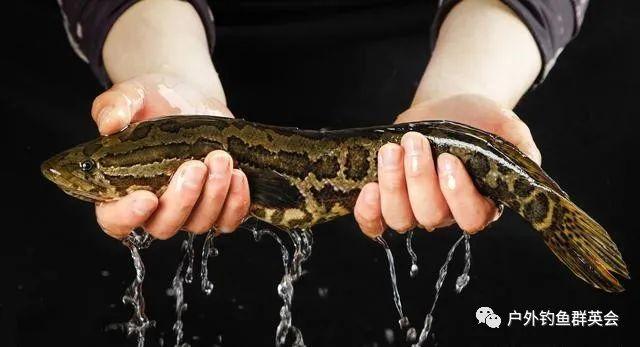 这9种常见的鱼类,它们的繁殖期你知道吗