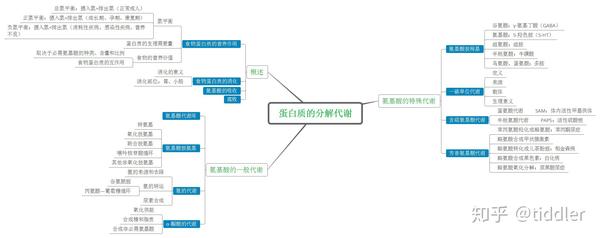 微生物的代谢思维导图 微生物放线菌思维导图 微生物的营养思维导图