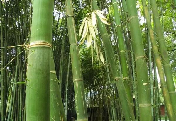 甜龙竹植物非试管高效快繁甜龙竹——蛋白质含量高的竹类品种之一 - 知乎