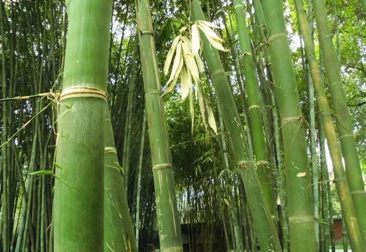 甜龙竹植物非试管高效快繁甜龙竹蛋白质含量高的竹类品种之一