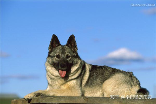 看看你家的狗狗属于什么犬种 下篇 知乎