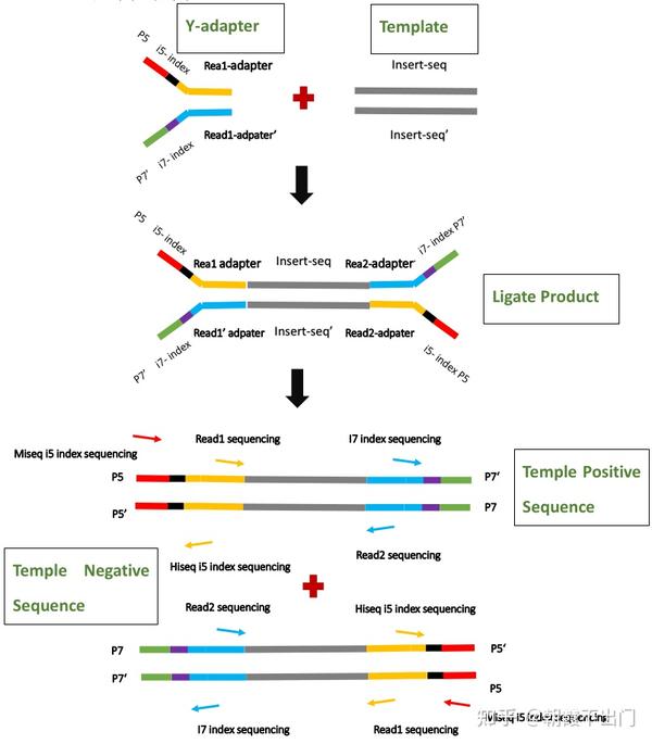 illumina测序文库结构及桥式PCR 知乎