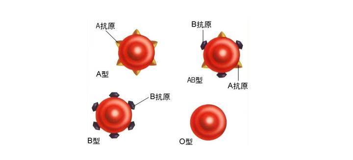 关于血型起源的有趣知识 知乎