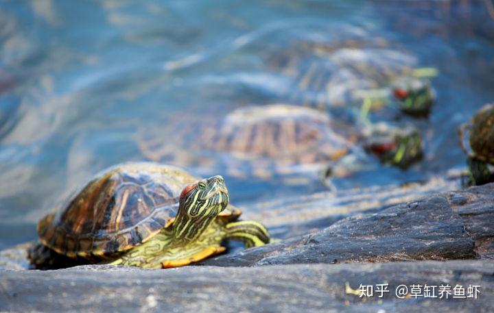 乌龟之间会互咬,为什么?就是这些因素导致的,你也有责任 - 知乎
