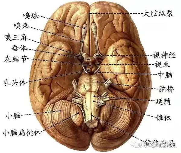 十二对颅神经解剖及损伤后表现 - 知乎