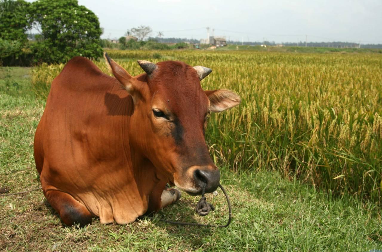 黄牛哪都有汽车圈儿也不例外如何才能破解黄牛们的炒作