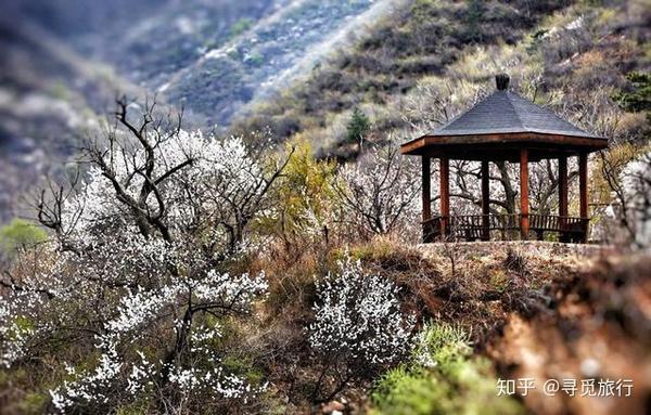 北京春季赏花宝典 对的时间和地点邂逅超美的花朵 知乎