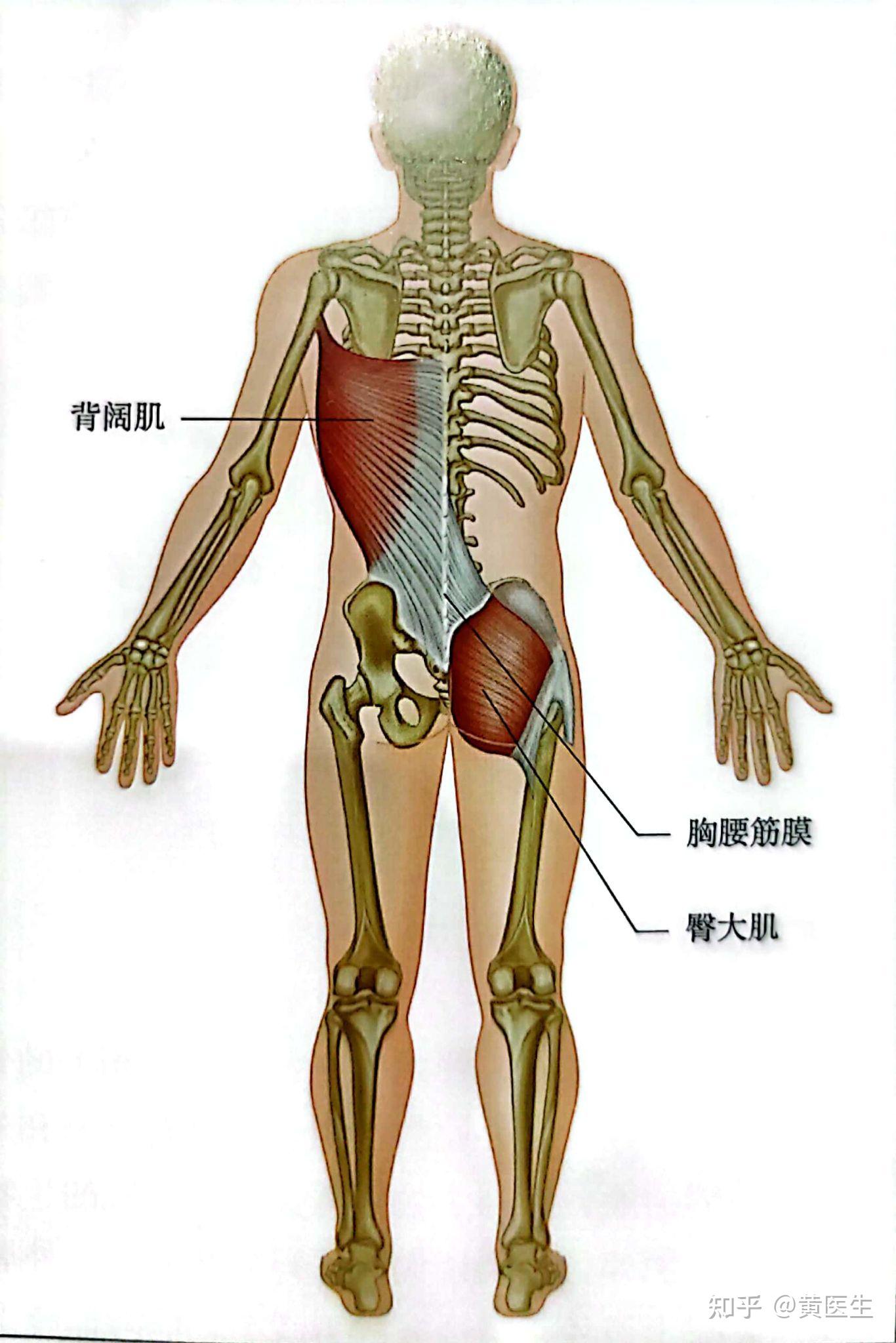 臀部肌肉分布图解剖图片