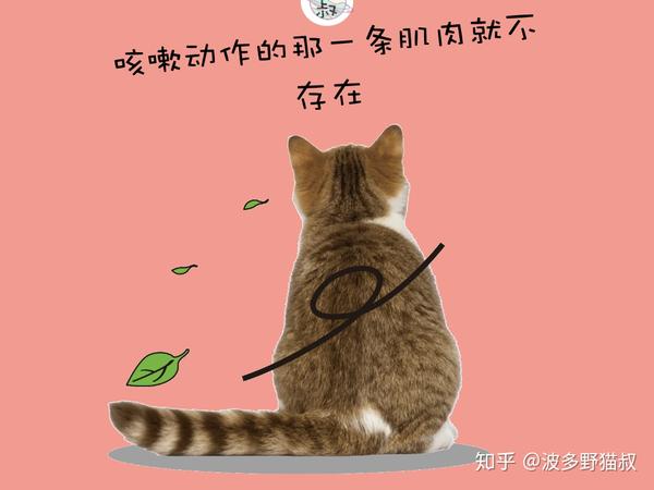 养猫攻略 猫气喘 咳嗽 猫叔告诉你真相 知乎