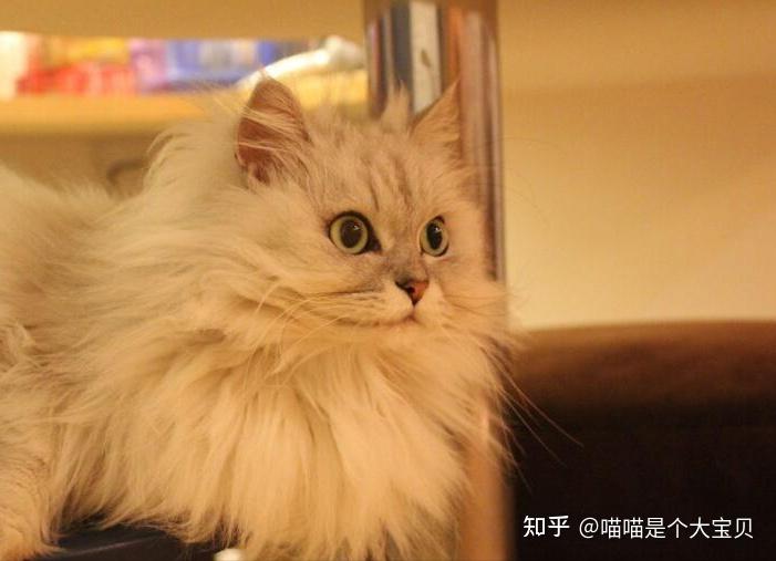 谁还不是颜控？这六种高颜值的“长毛猫”，让你回头率拉满- 知乎