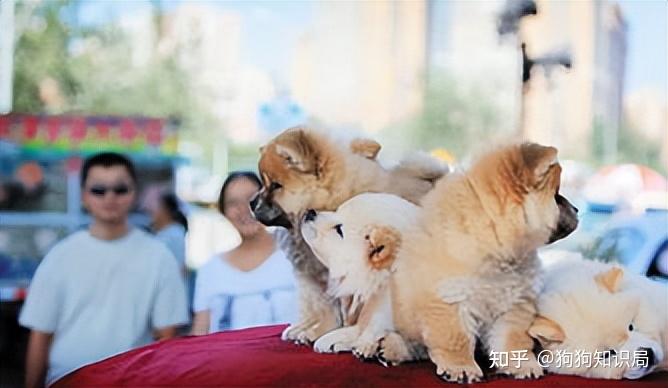 挑狗时这样做，能看出狗狗的性格，挺准的！ - 知乎