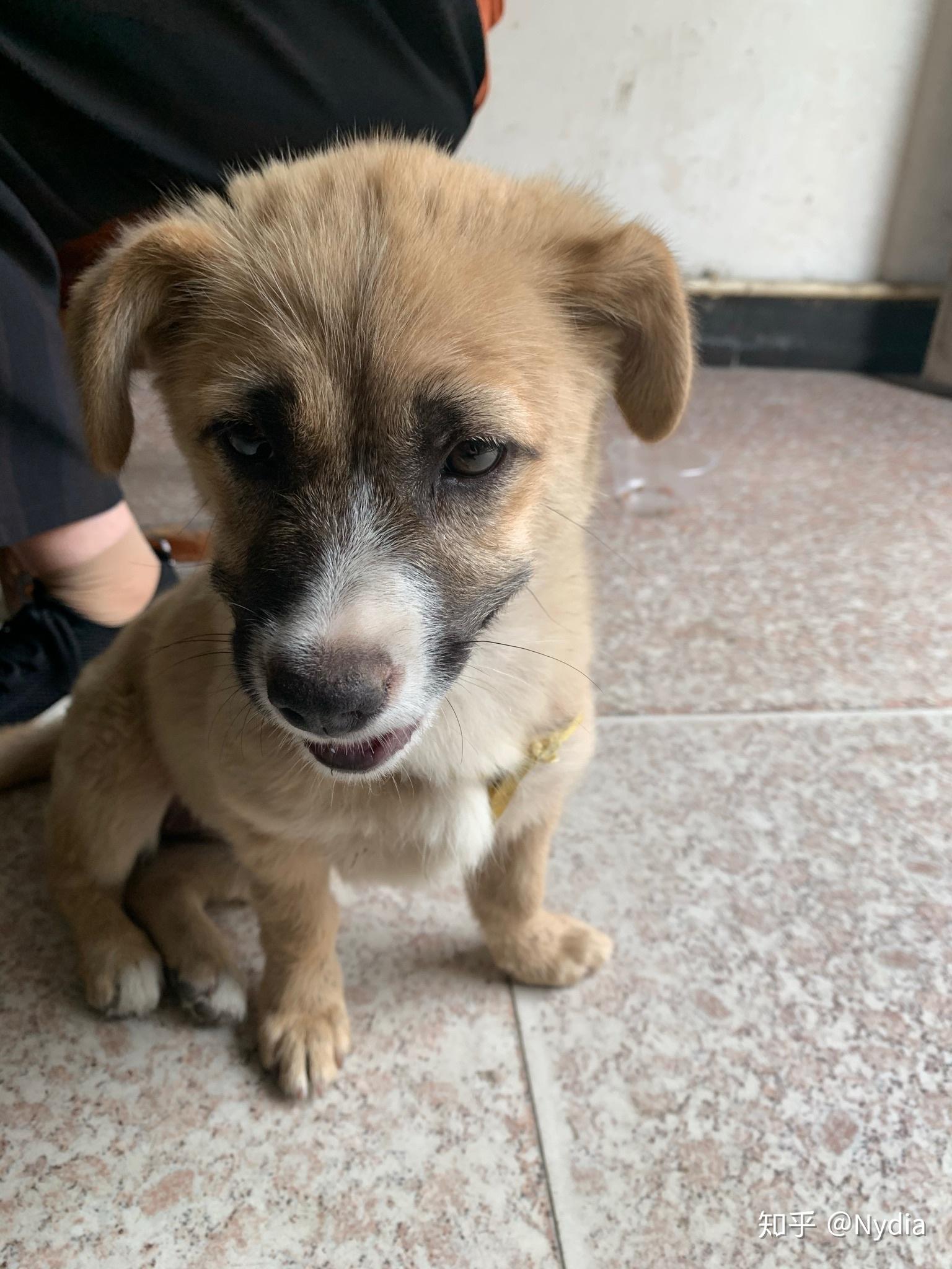 是不是绝大部分土狗都是小时候可爱,长大就会变丑? - 知乎