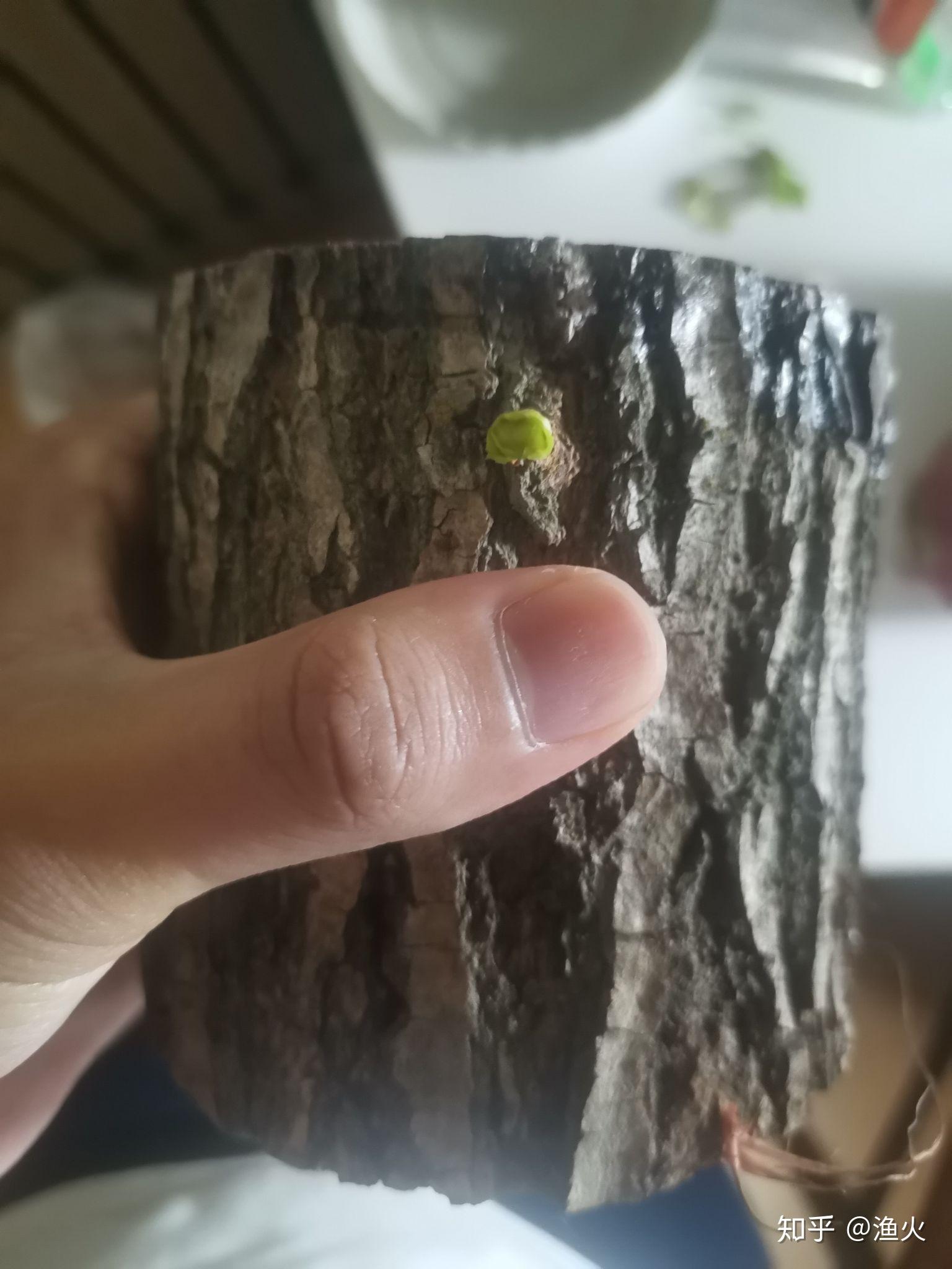 2021考研党蹲一个幸运木伪巴西木实为小柳树墩子