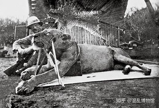 混乱档案室食人狮之谜