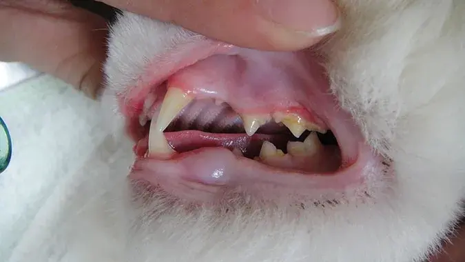 猫牙齿图片大全图图片