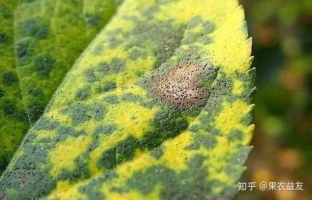 苹果银叶病的发生与果园栽植品种,立地气候条件,树龄,树势,伤口多少