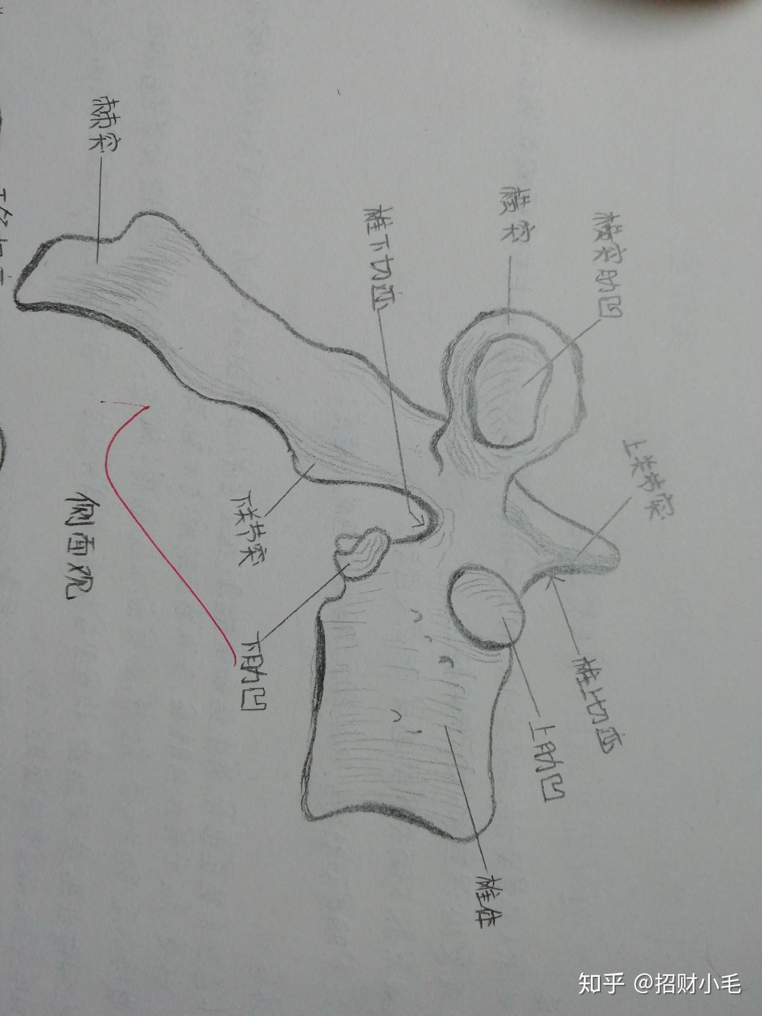 枢椎手绘图片图片