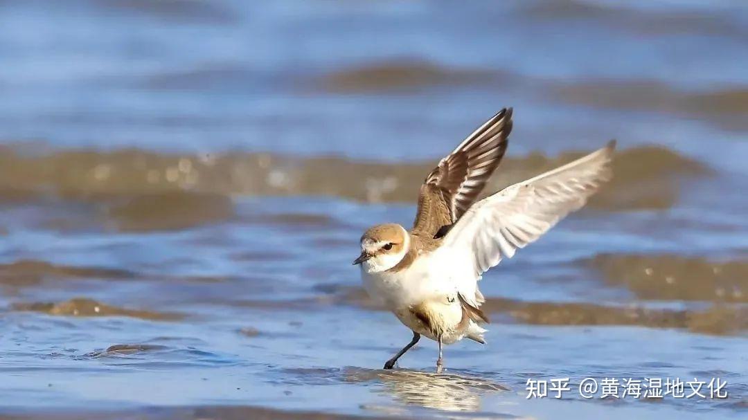 鸟类科普②东亚澳大利西亚迁飞区内最为典型的类群鸻科