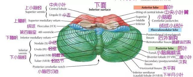 小脑形状图片