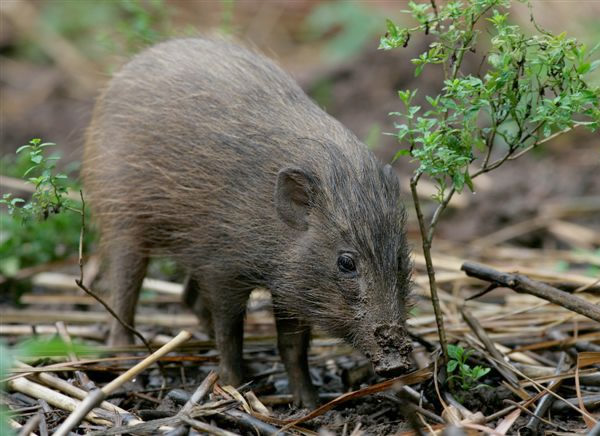 动物篇71偶蹄目下