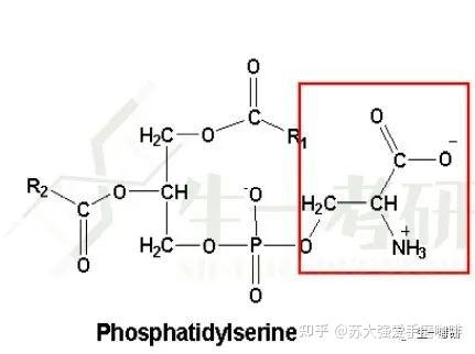 生物化學思維導圖脂質