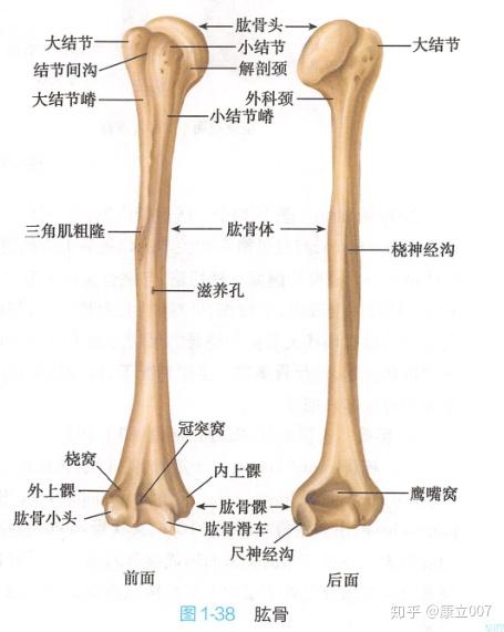 肱骨的位置图图片