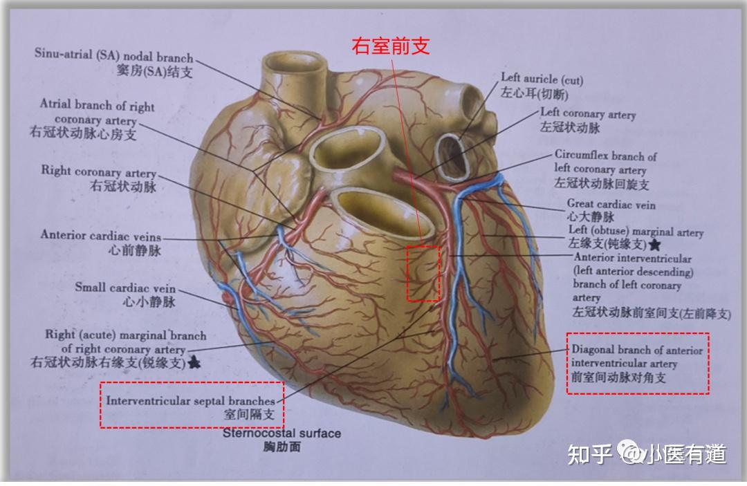 【心脏解剖】冠状动脉——前降支