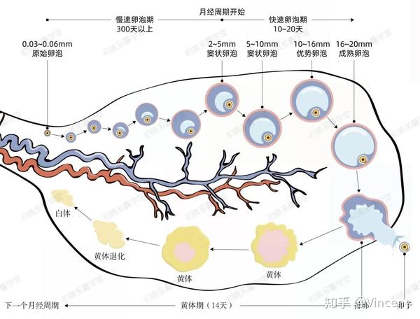 一种【不借助任何产品】提高【排卵成功率】的方法
