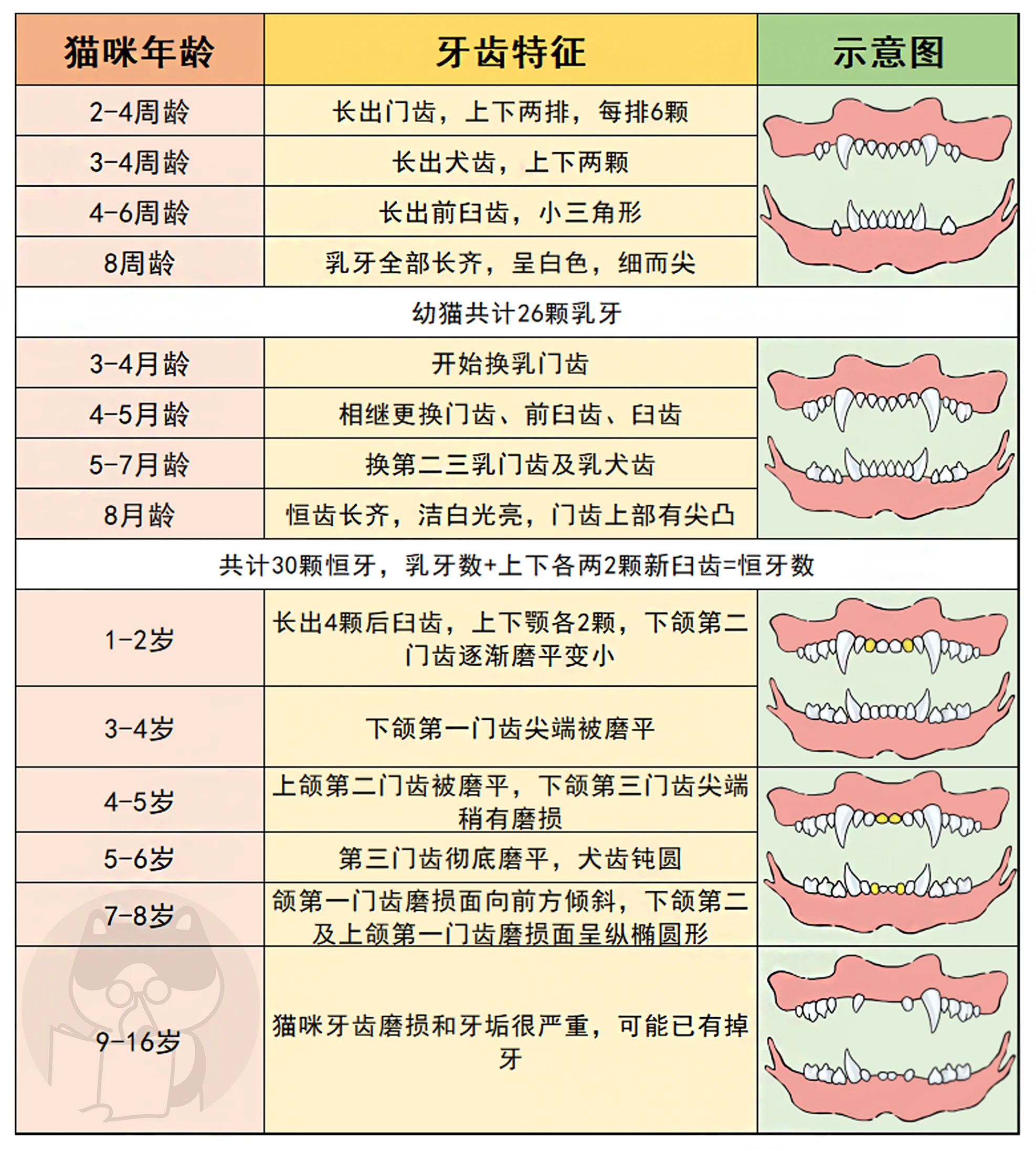 猫咪年龄对照表牙齿图片