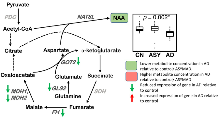 PLoS Med|转录组+代谢组又一力作——阿尔兹海默症转甲基化及多胺通路代谢失调 - 知乎