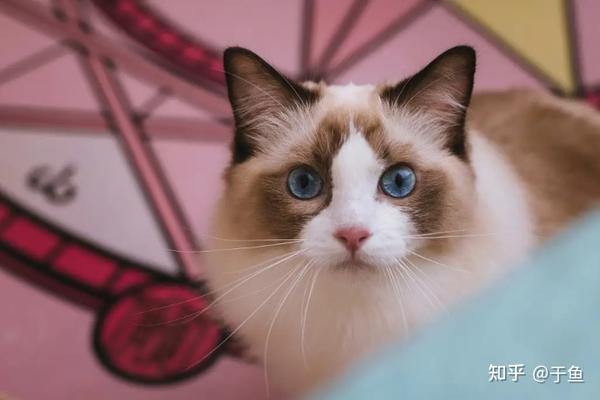 猫不吃饭怎么回事 猫咪不吃东西整天睡觉 猫咪临死前的征兆