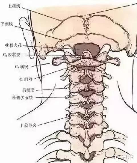 颈椎3一7突出位置图图片