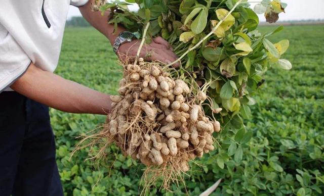 花生追施叶面肥好吗叶面肥怎么用效果好叶面肥多少钱一袋