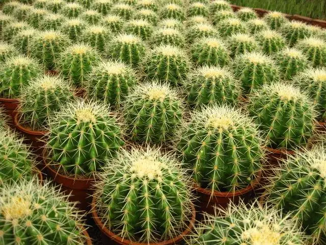 多浆类植物:金琥,仙人掌,量天尺,沙漠玫瑰,虎刺梅,以及景天类多肉植物