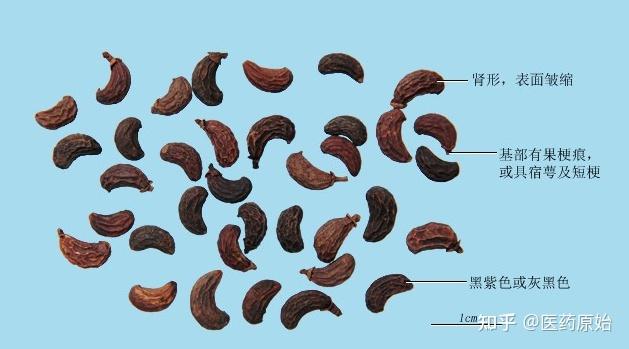 带你识别女贞子