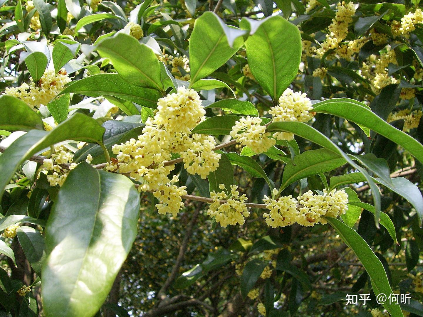 什么是桂 - 知乎
