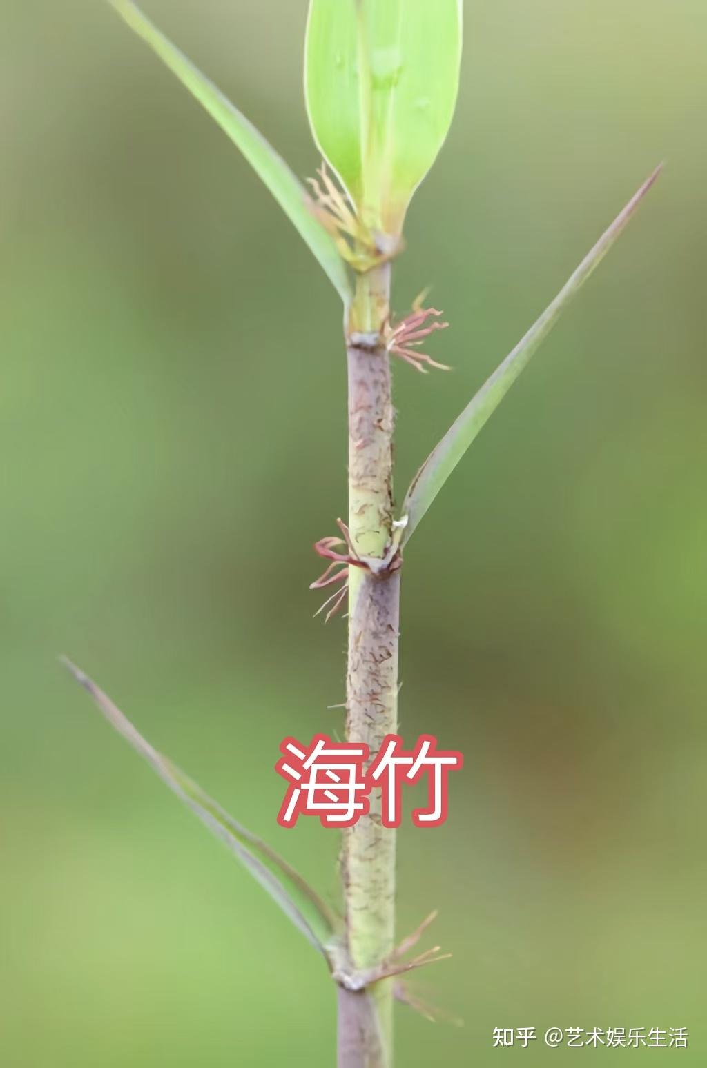 禾本科竹亚科的37种代表植物 - 知乎