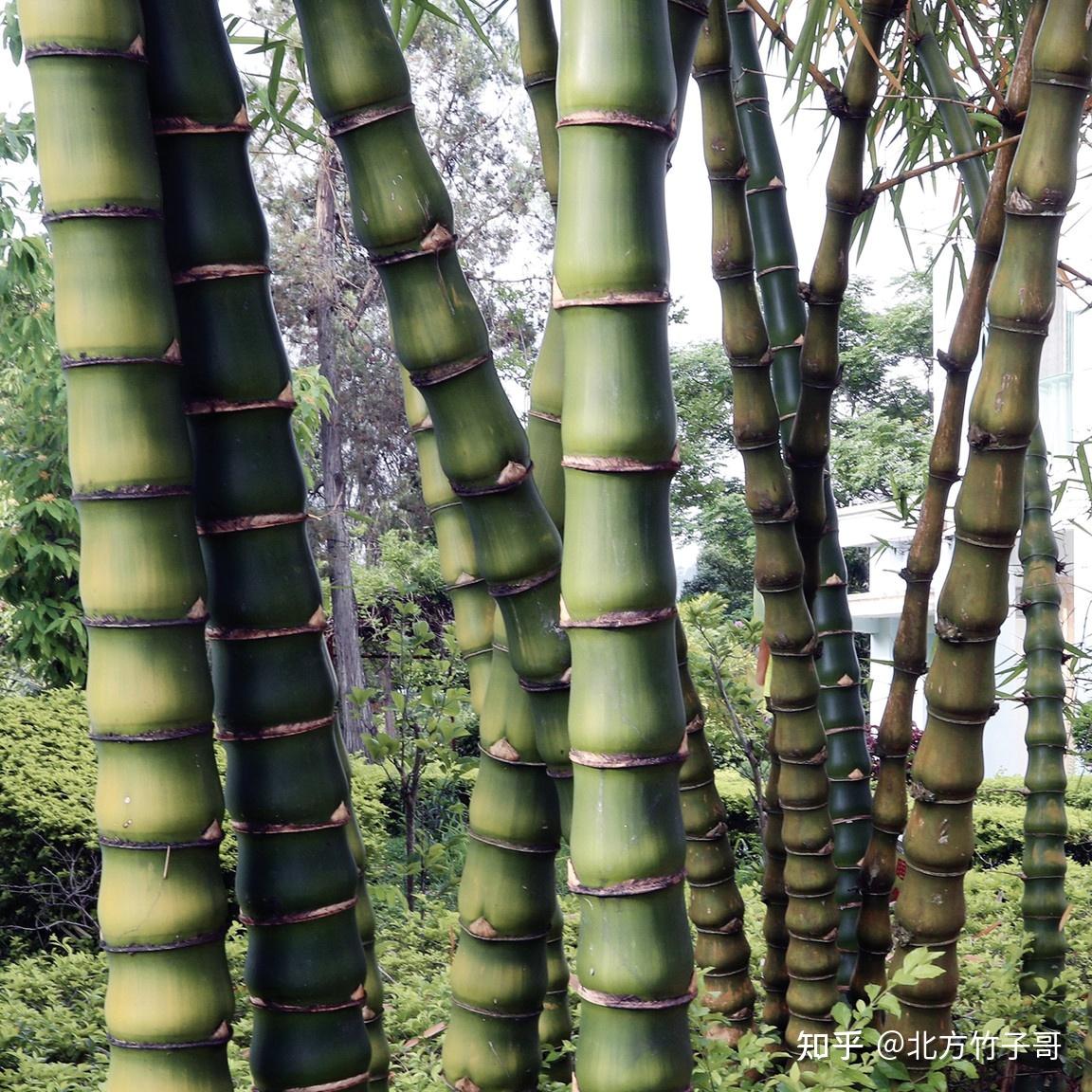 各种竹子的名称和图片图片