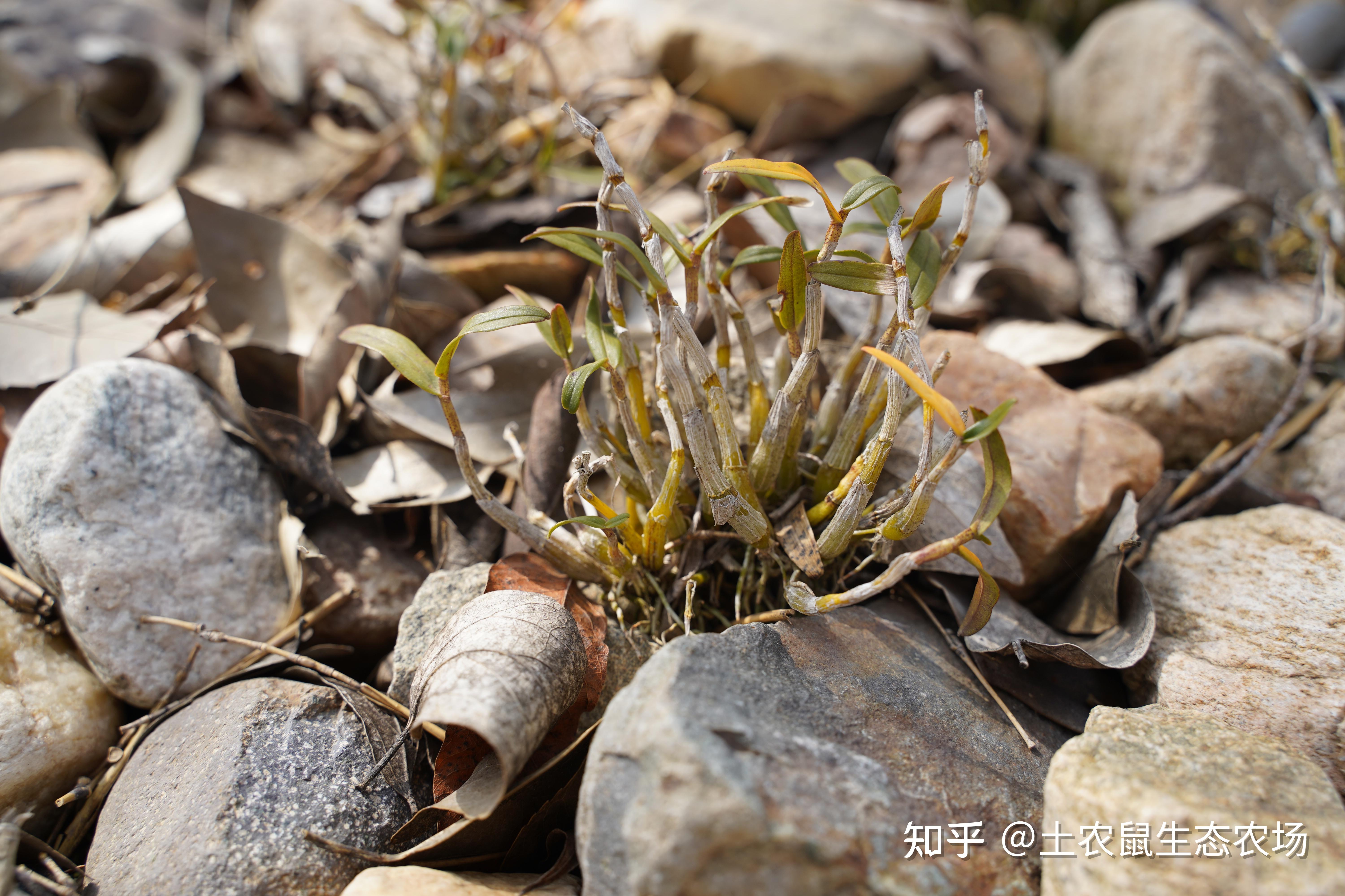 土农鼠生态农场:霍山铁皮石斛、霍山米斛及其他常见石斛简介 - 知乎