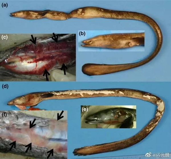 蒙特波卡 始新世的海洋之窗 11 非棘鳍辐鳍鱼类 作者 达达 知乎