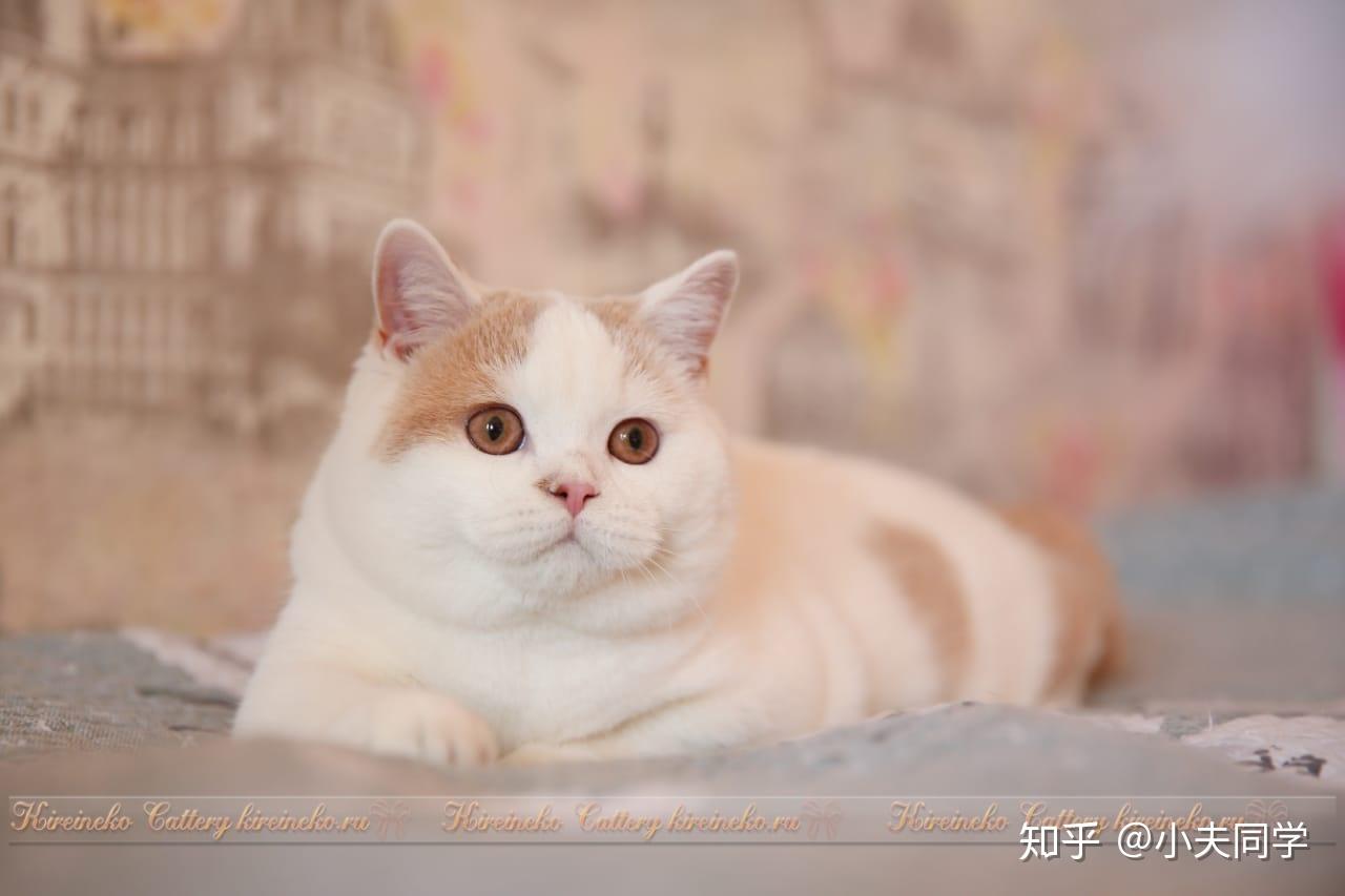 英短毛色大全集梵花篇