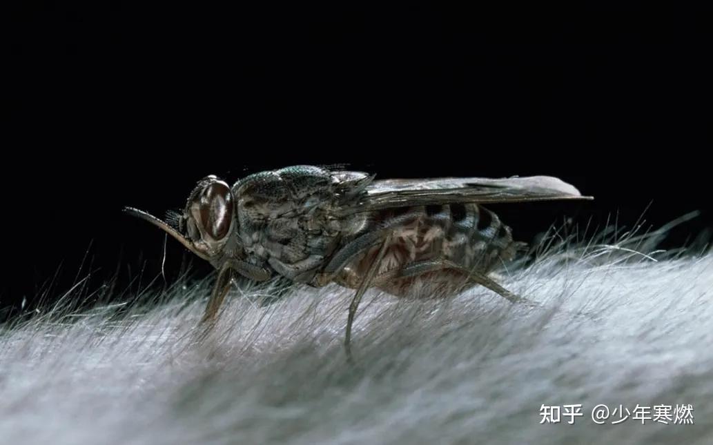 寒燃科普丨蛇年说蛇虫——这8类动物像蛇不是蛇！ - 知乎