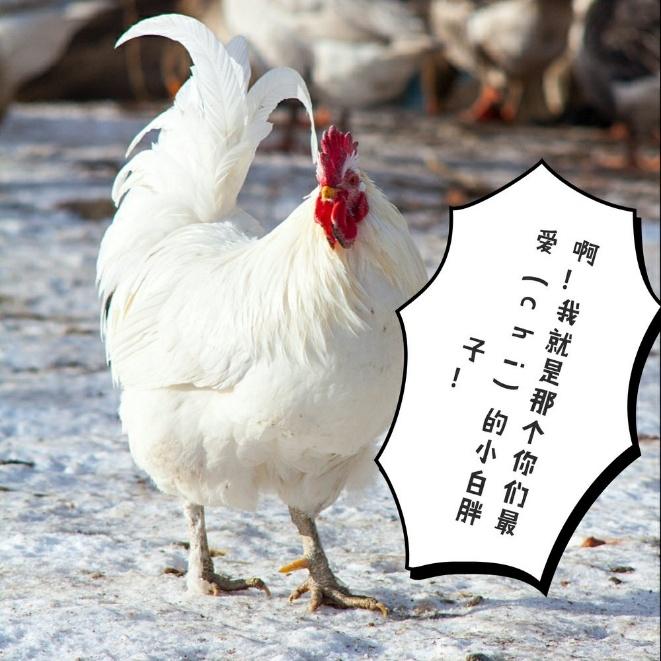 吃白羽鸡还是黄羽鸡,有差别吗?